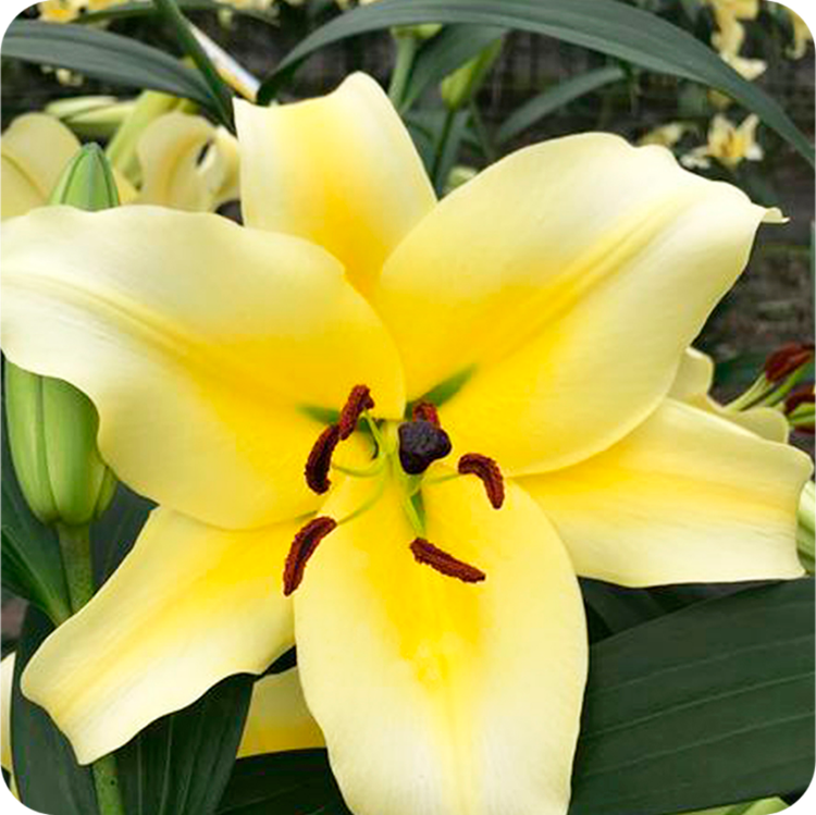 لیلیوم هلندی معطر