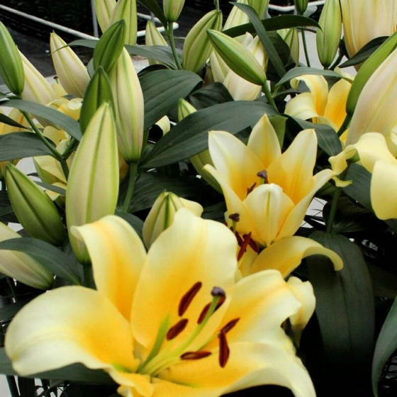 لیلیوم هلندی معطر