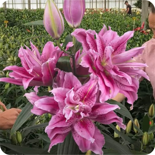 Rose lily