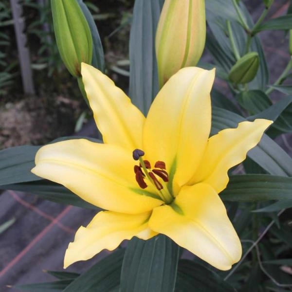 Yellow strike lily