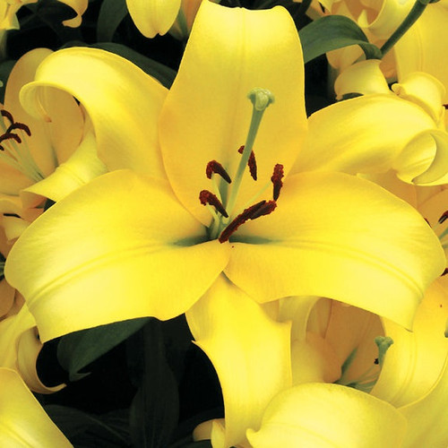 Yellow strike lily