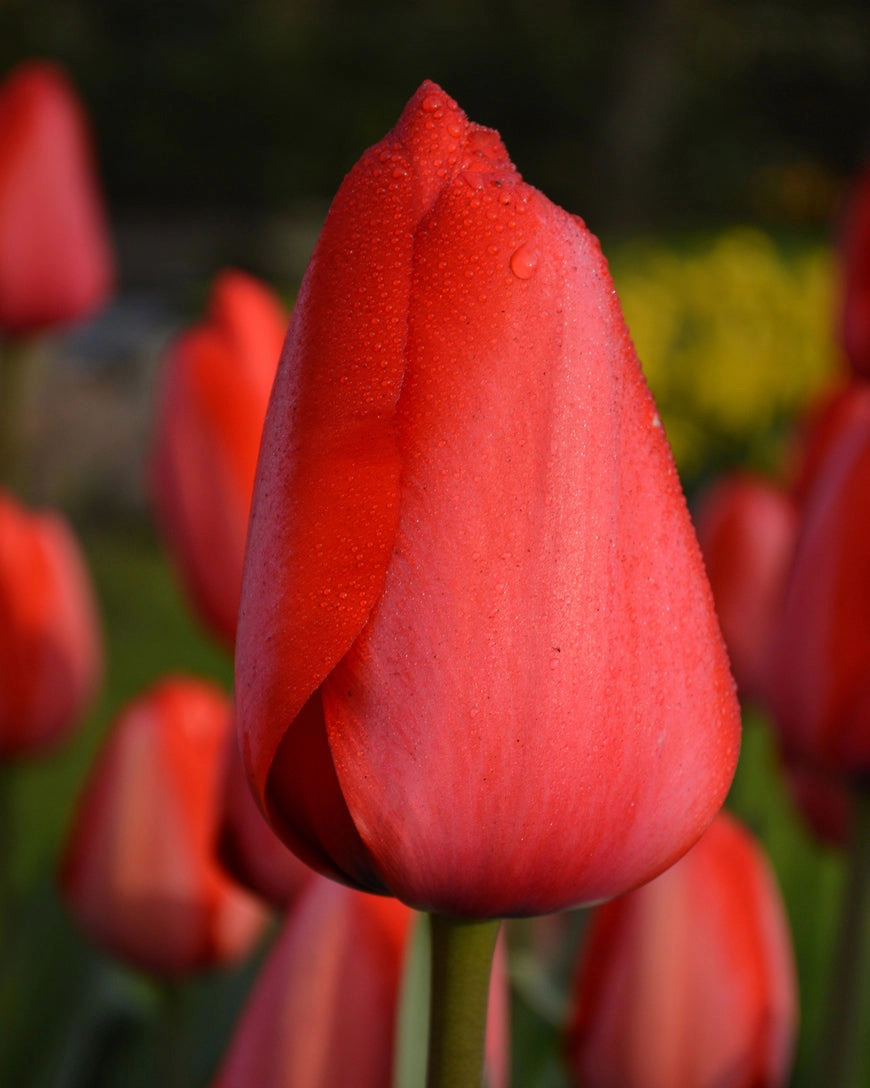 پیاز لاله هلندی red impression