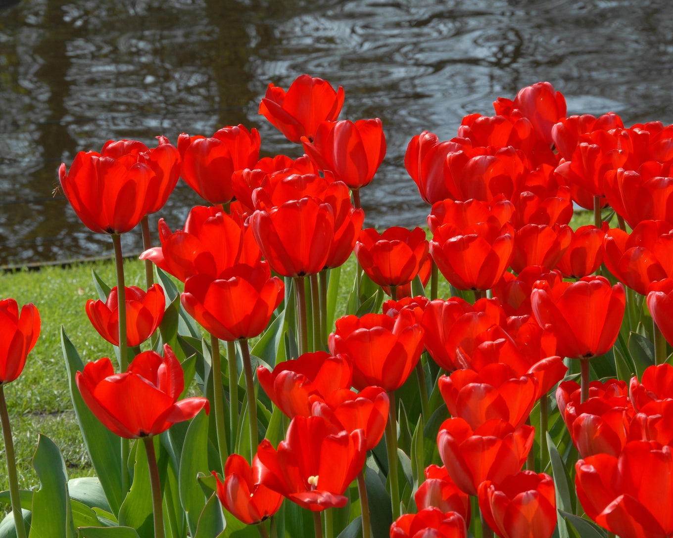پیاز لاله هلندی red impression