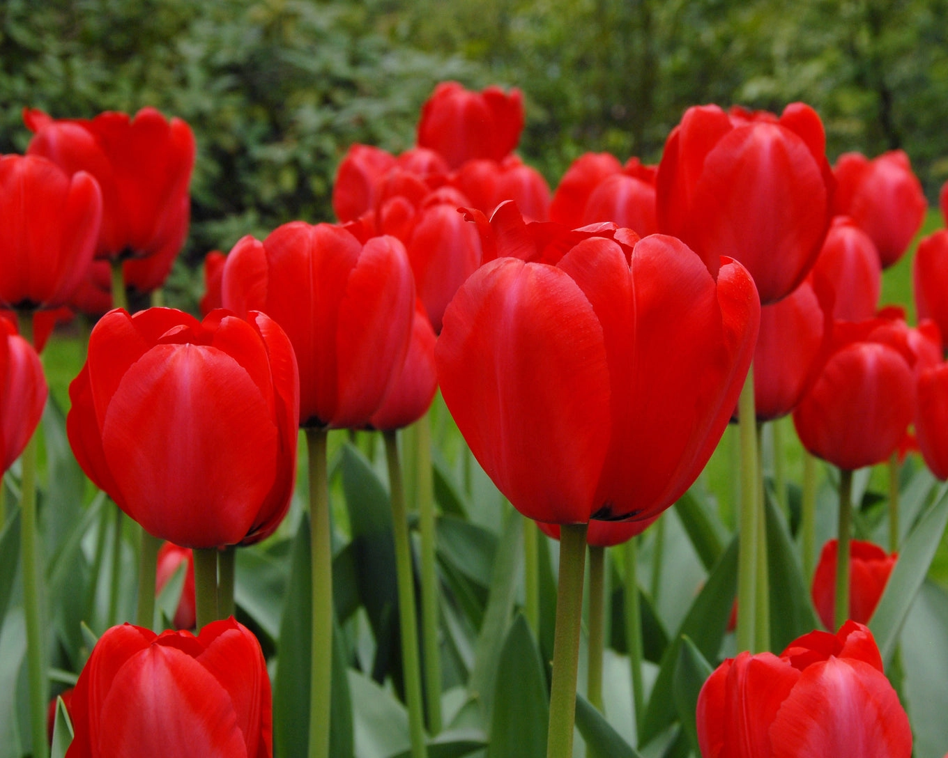 پیاز لاله هلندی red impression