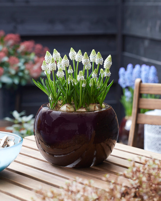 موسکاری سفید