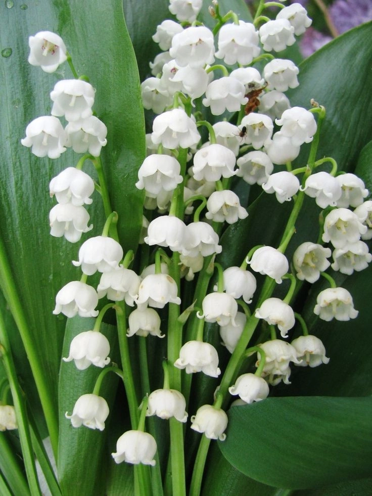 پیازگل موگه سفید