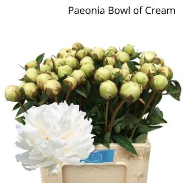 پیونی bowl of cream