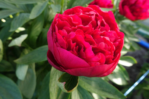 پیونی diana park's