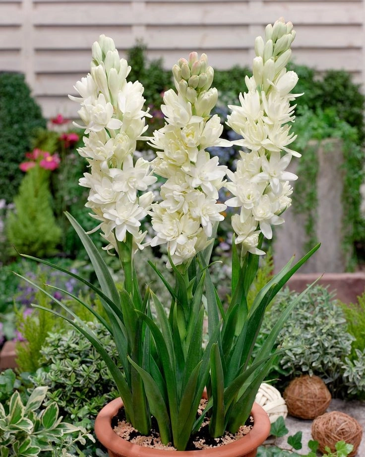 گل مریم عطری