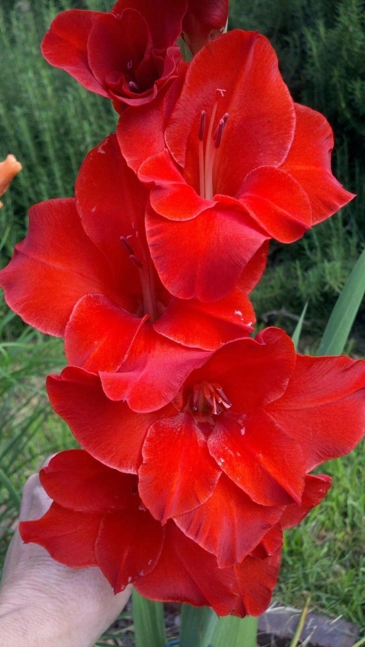 گلایل رنگی