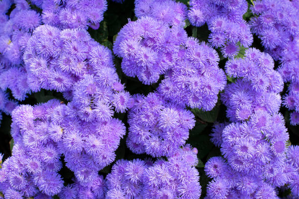 گل ابری آبی