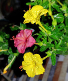 بذرگل لاله عباسی