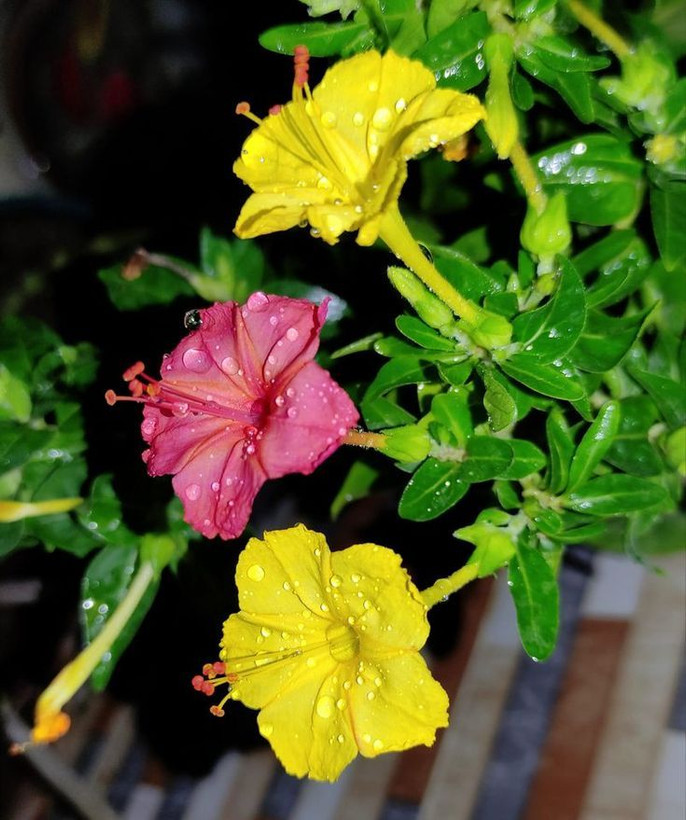 بذرگل لاله عباسی