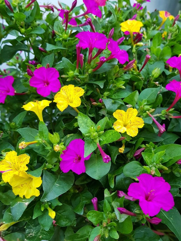 بذرلاله عباسی