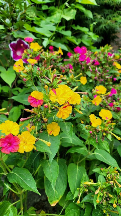 گل لاله عباسی رنگی