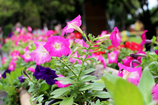 گل اطلسی ایرانی