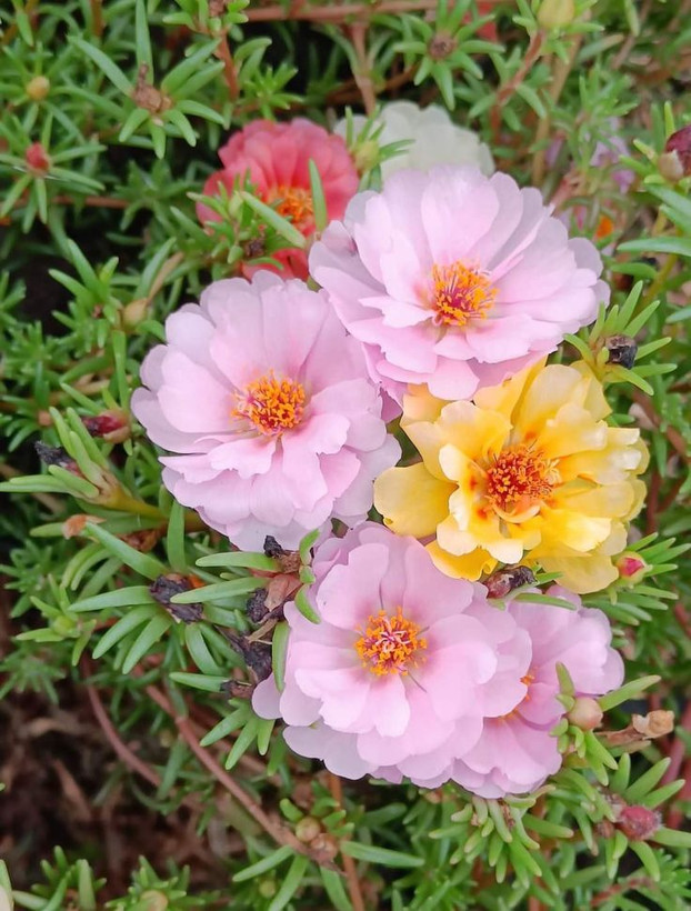 بذرگل نازآفتابی