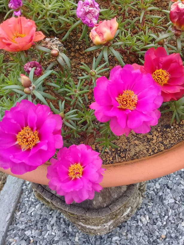 بذرگل نازآفتابی الوان