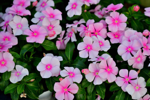 بذرگل پریوش رنگی