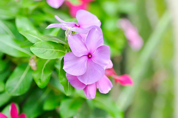 بذرگل پریوش