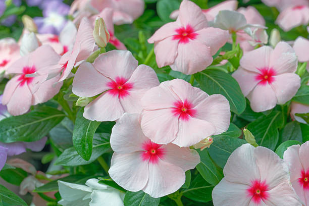 گل پریوش الوان