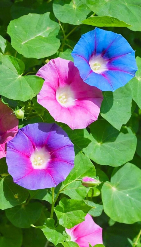 بذرگل پیچک نیلوفر