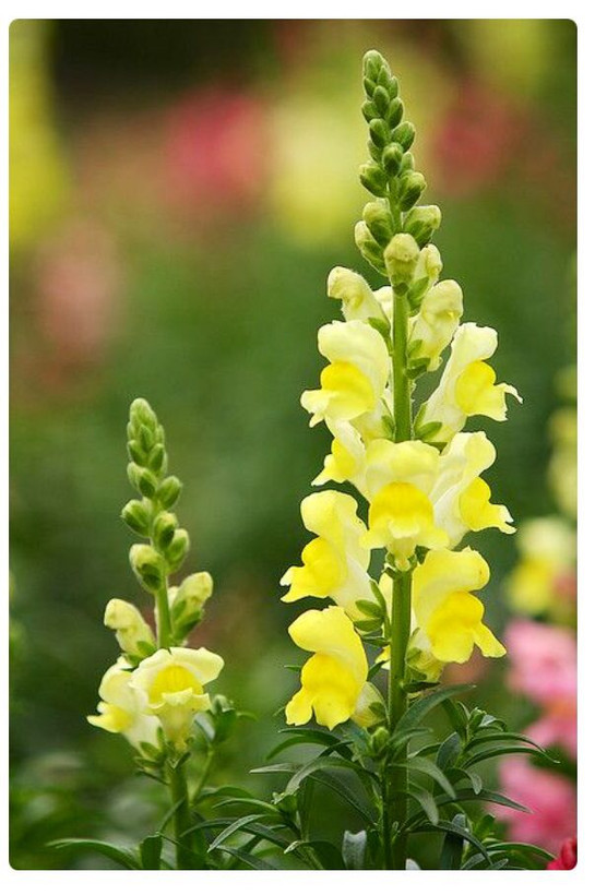 بذررنگی گل میمون