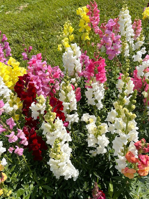 بذرگل میمون الوان