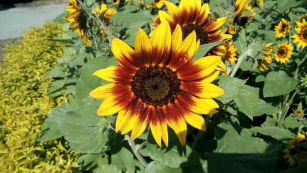 بذرافتابگردان زینتی