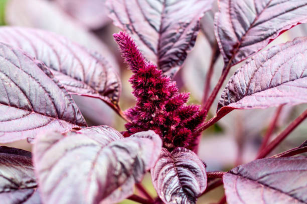 بذرگل اشلانتوس