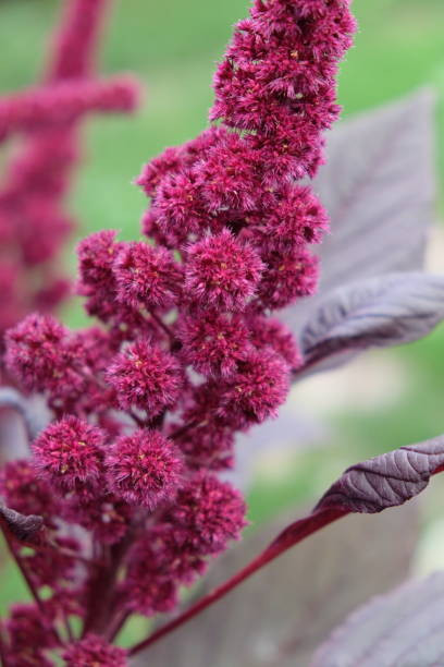 بذرآشلانتوس