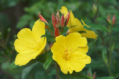 بذرمغربی