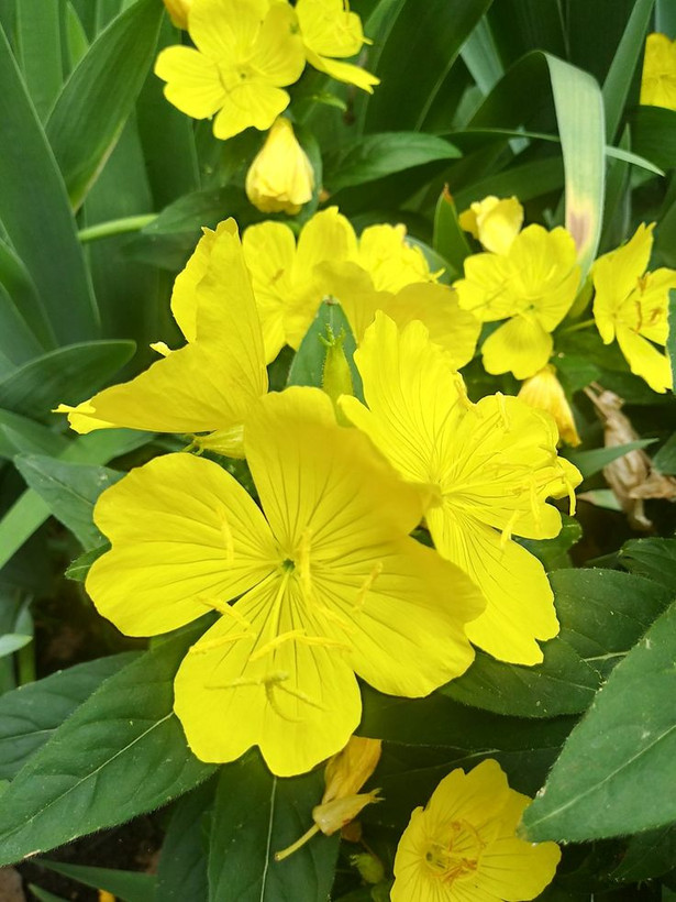 بذرگل مغربی