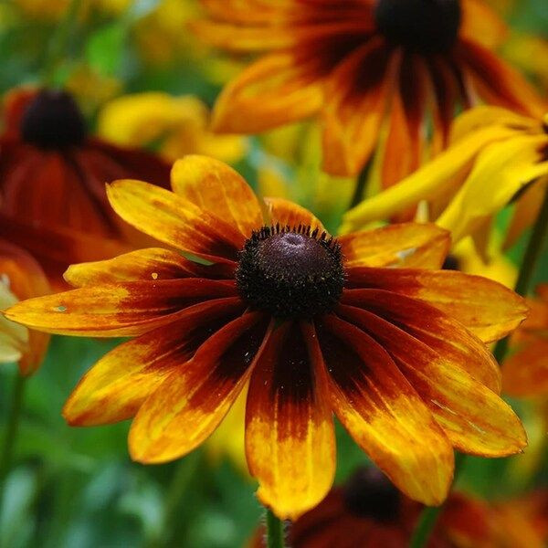 بذرگل کوکب کوهی