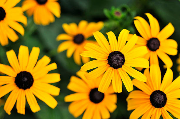 کوکب کوهی الوان