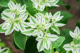 خریدبذرگل چینی
