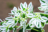 گل چینی