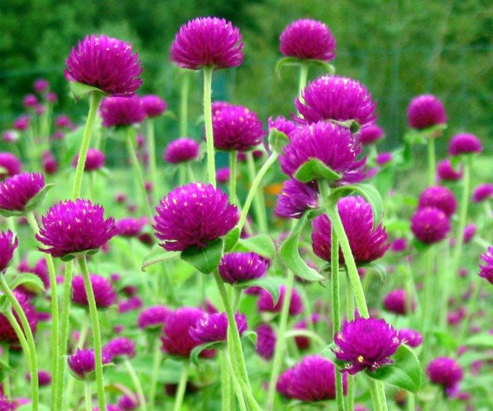 بذرگل دکمه ای