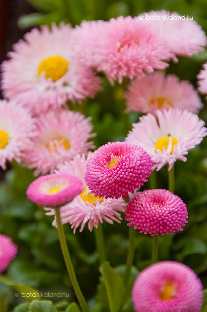 بذرمیناچمنی الوان