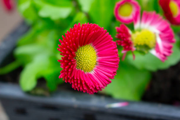 بذرمیناچمنی رنگی