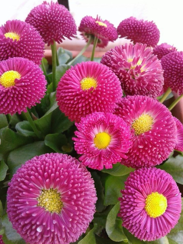 بذرگل میناچمنی