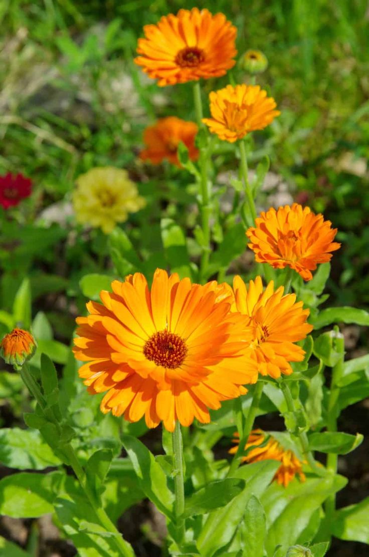 بذرهمیشه بهار