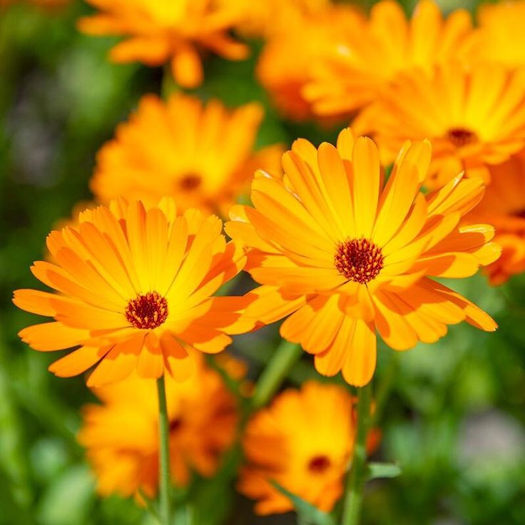 بذرگل همیشه بهار