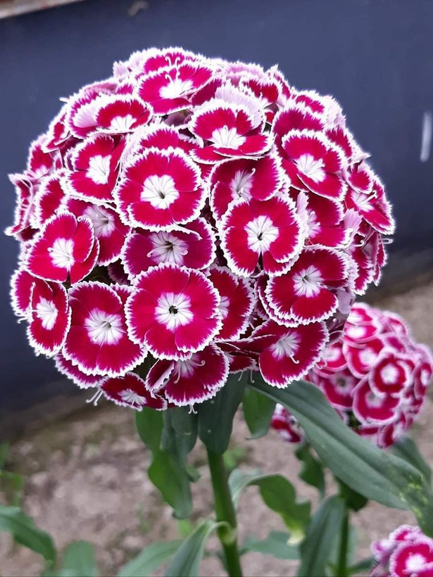 بذرگل قرنفل الوان