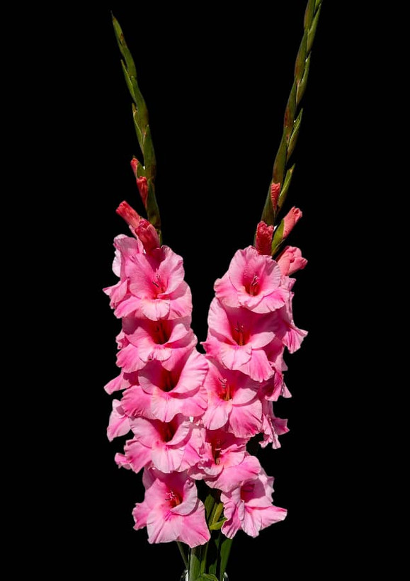 پیازگلایل صورتی