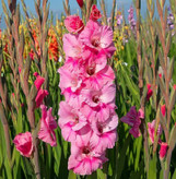 پیازگل گلایل