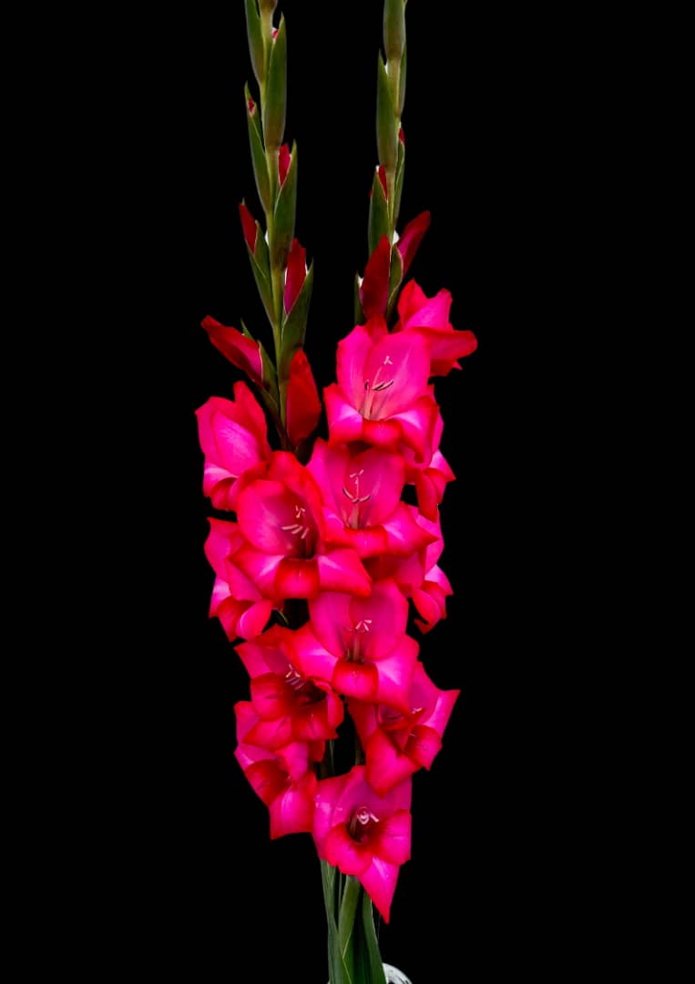 Adele gladiolus