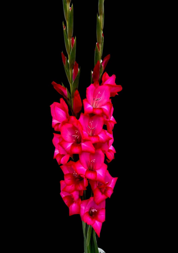 Adele gladiolus