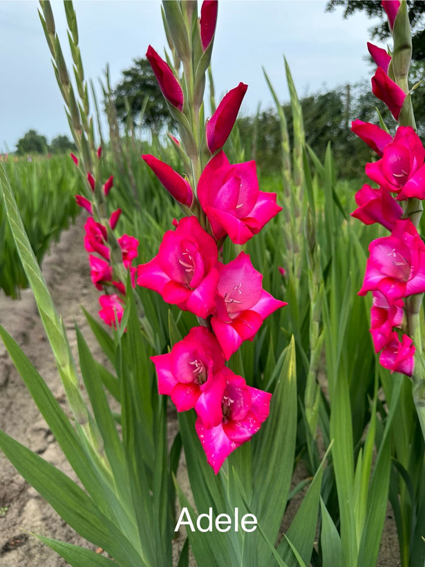 پیازگل گلایل سرخابی