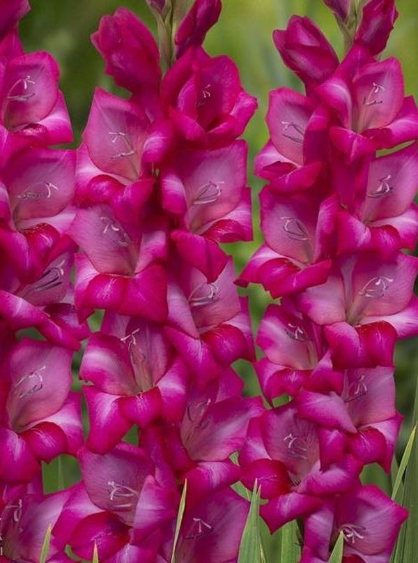 پیازگلایل رنگی